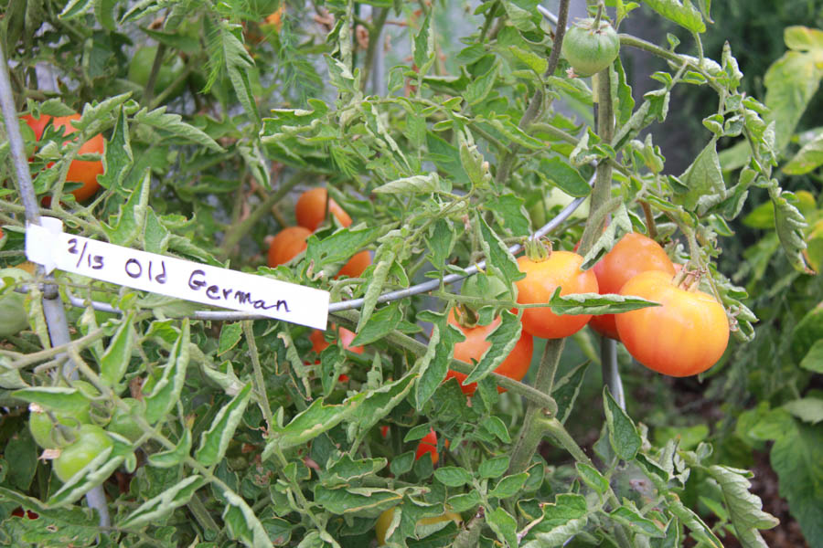 Paul and Sue's Vegetable Garden June 2016