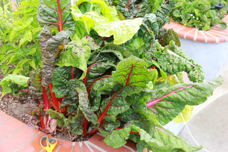 Paul and Sue's Vegetable Garden June 2016