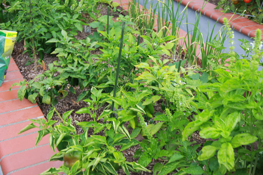 Paul and Sue's Vegetable Garden June 2016