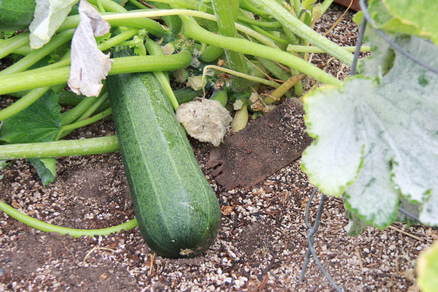 Paul and Sue's Vegetable Garden June 2016