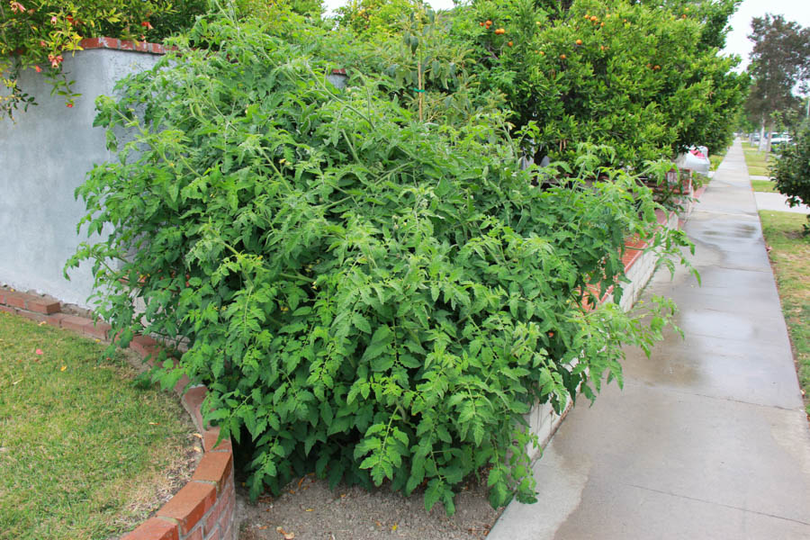 Paul and Sue's Vegetable Garden June 2016