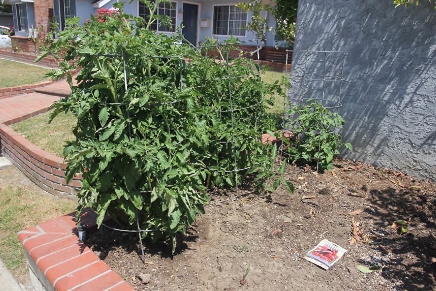 Paul && Sue's backyard garden May 1st 2016