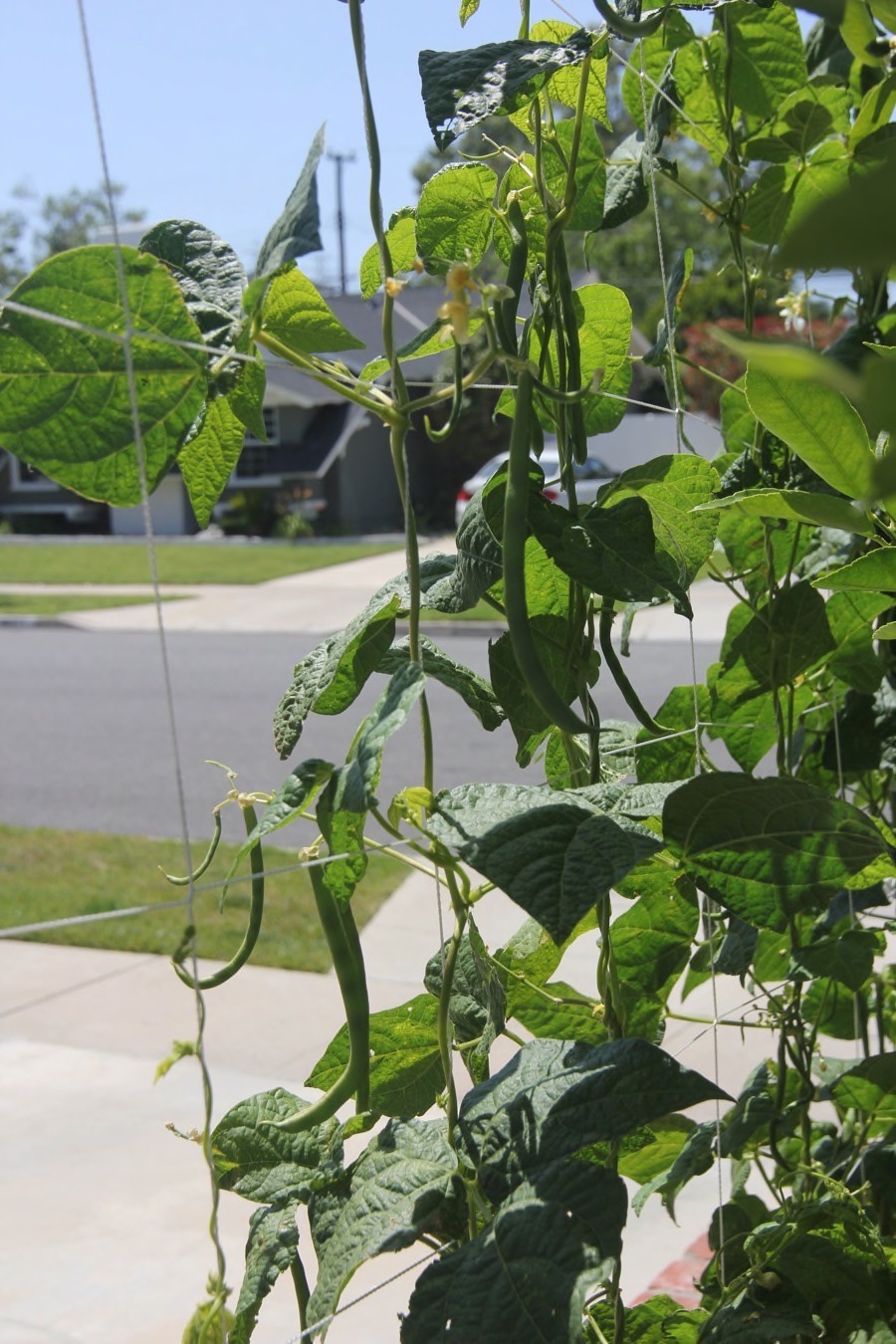 Paul && Sue's backyard garden May 1st 2016