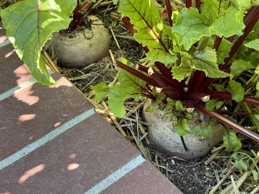 Our 2024 Vegetable Garden