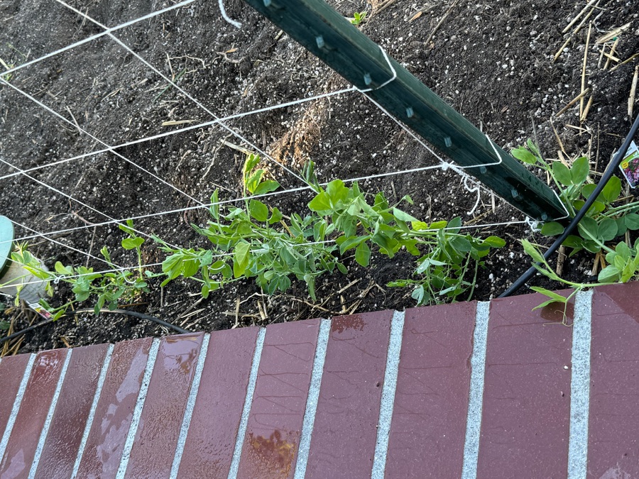 Our 2024 Vegetable Garden