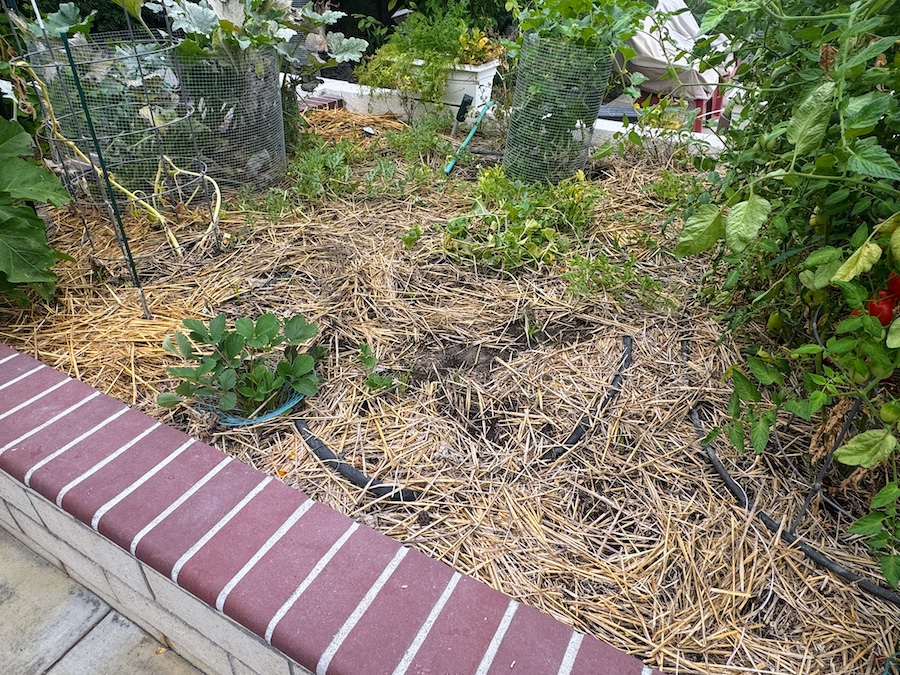 2025 Summer Garden Highlights