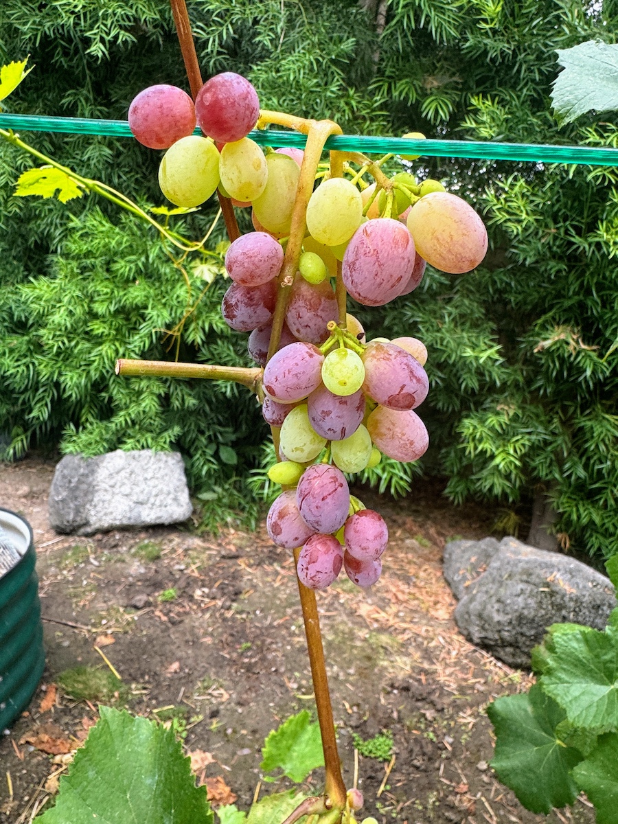 2025 Summer Garden Highlights