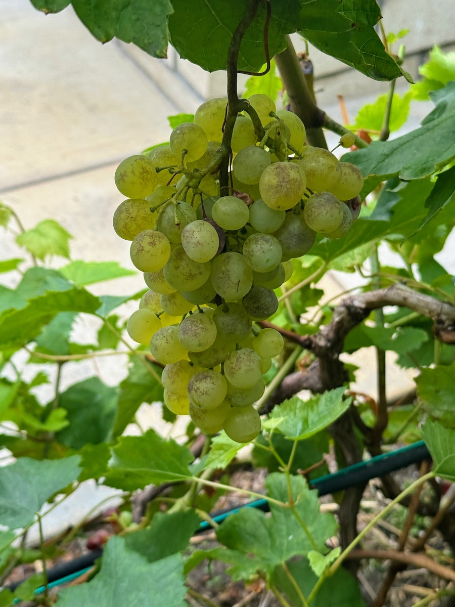 2025 Summer Garden Highlights