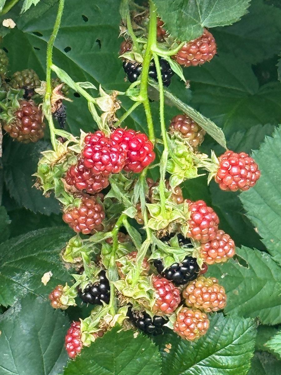 2025 Summer Garden Highlights