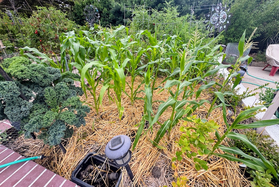 2025 Summer Garden Highlights