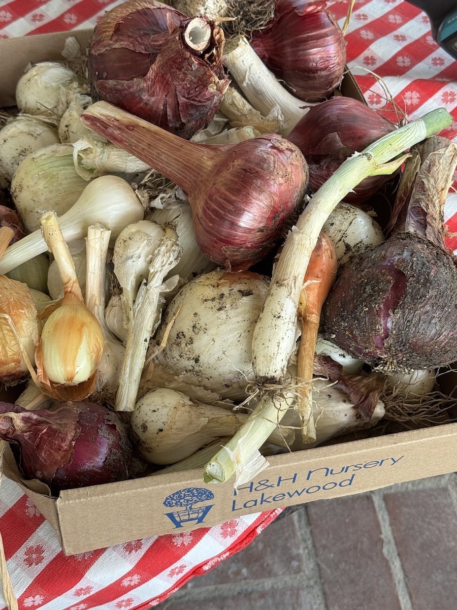 2025 Summer Garden Highlights