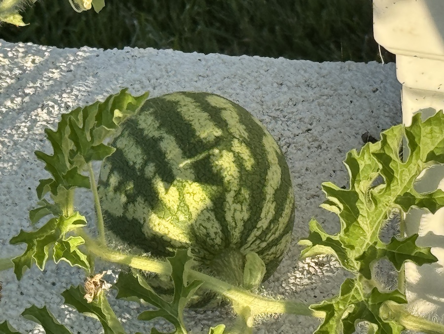 2025 Summer Garden Highlights