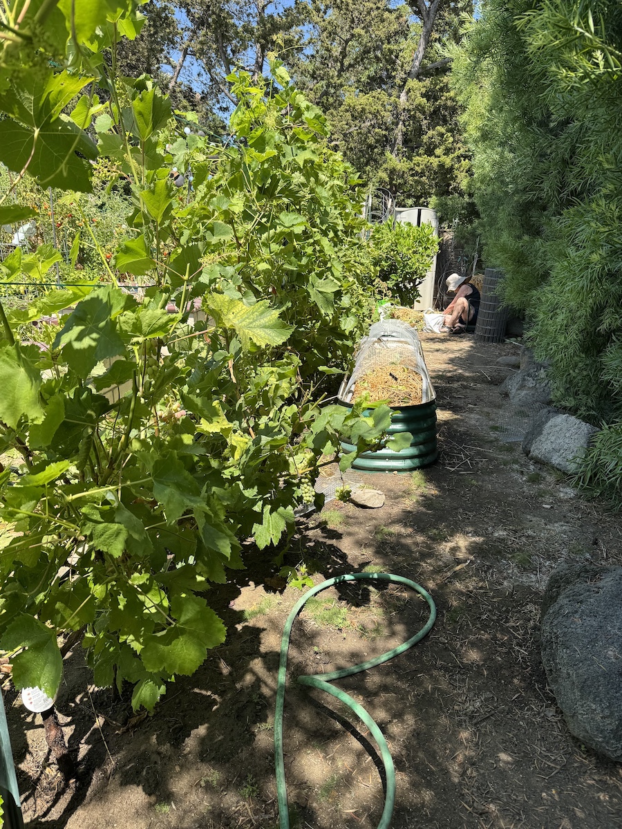 2025 Summer Garden Highlights