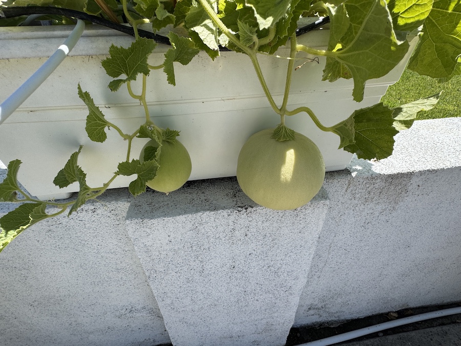 2025 Summer Garden Highlights