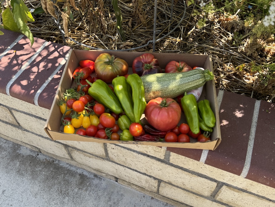 2025 Summer Garden Highlights