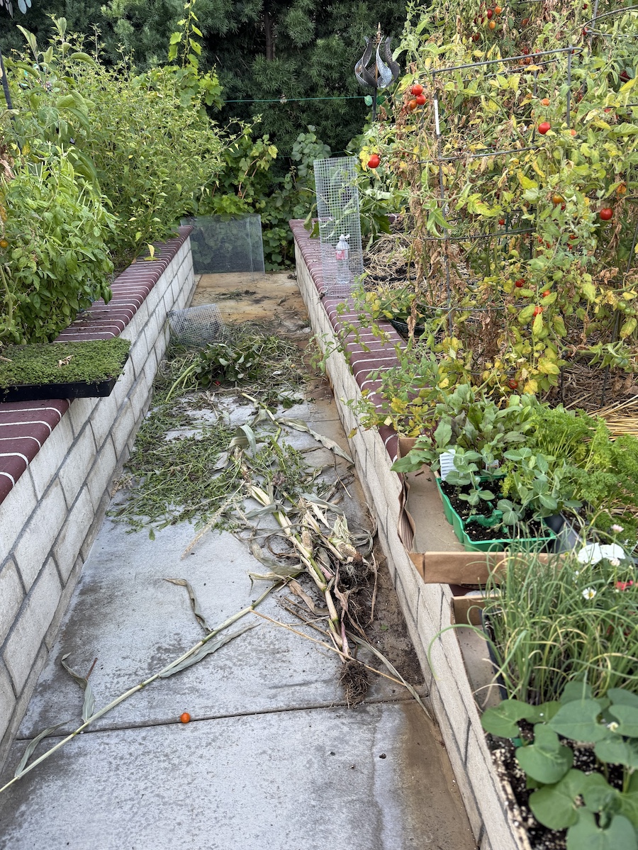 2025 Summer Garden Highlights