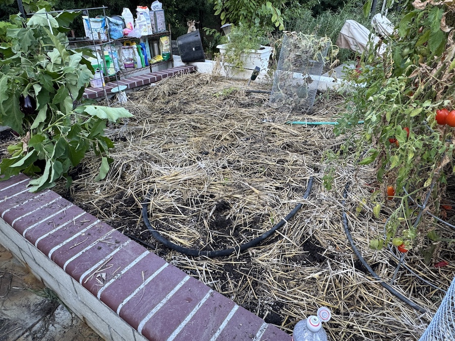 2025 Summer Garden Highlights