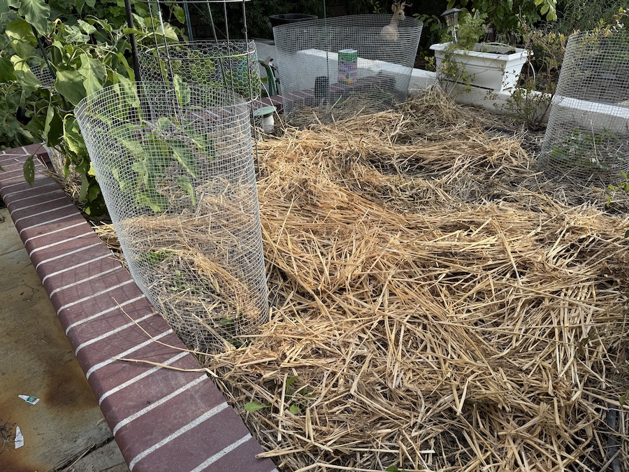 2025 Summer Garden Highlights