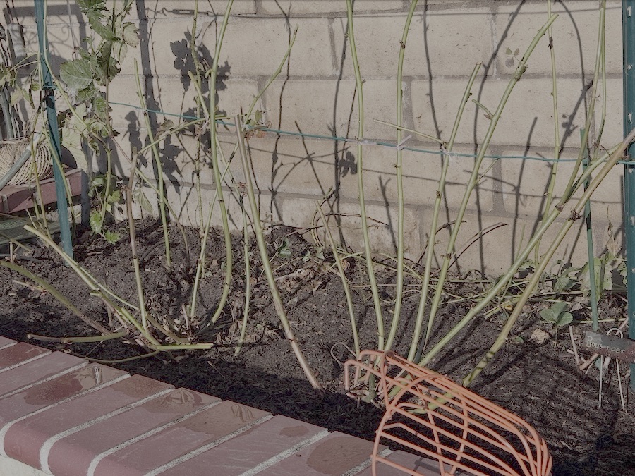 2026 Garden By Month