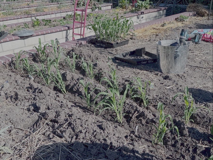 2026 Garden By Month