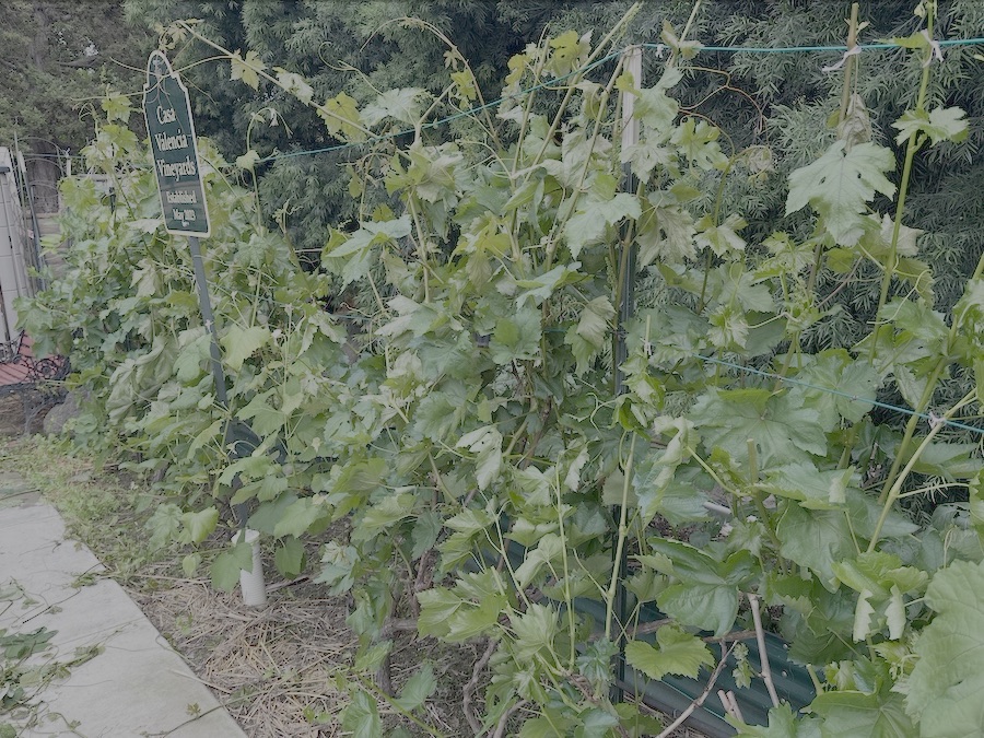 2026 Garden By Month