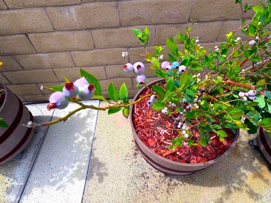2026 Garden By Month