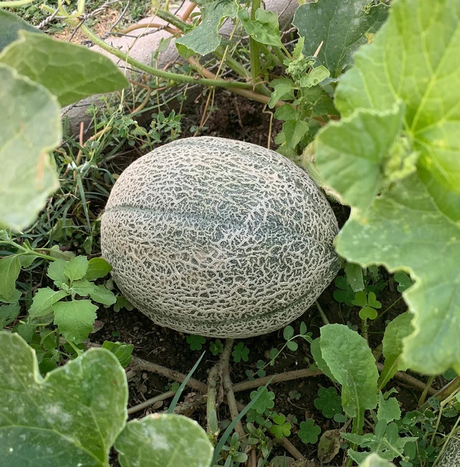 2026 Garden By Month