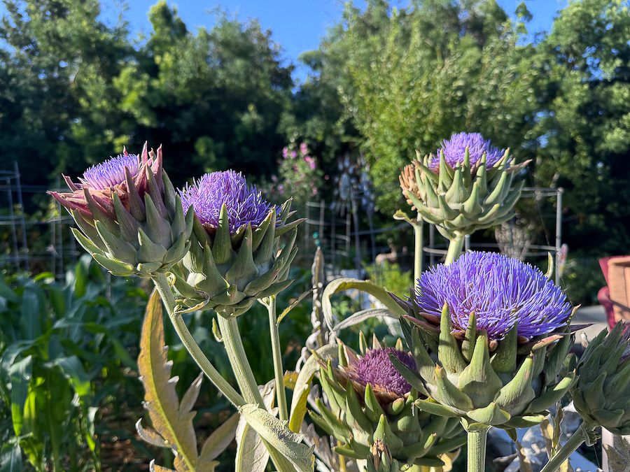 2026 In The Garden