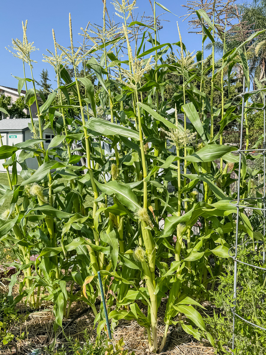 Mary and Paul's vegetable garden May 2025