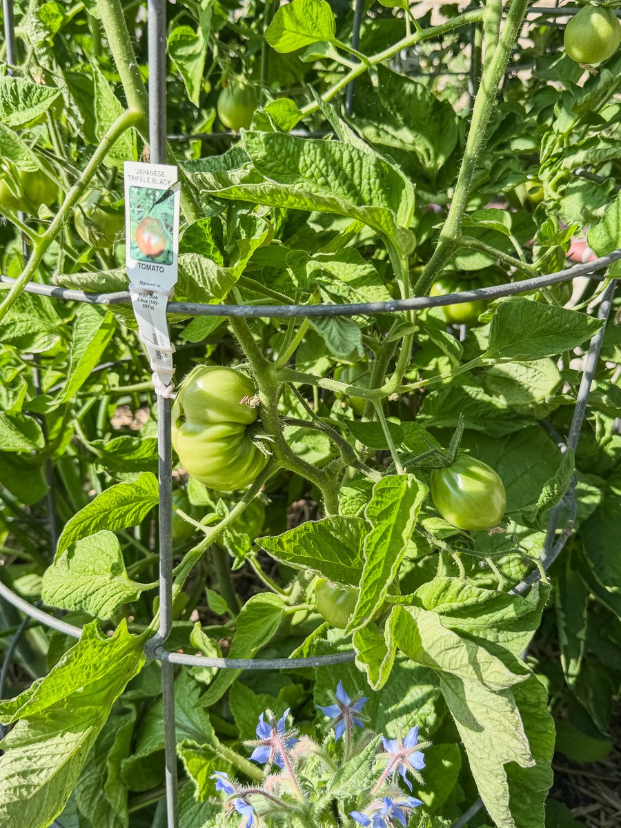 Mary and Paul's vegetable garden May 2025