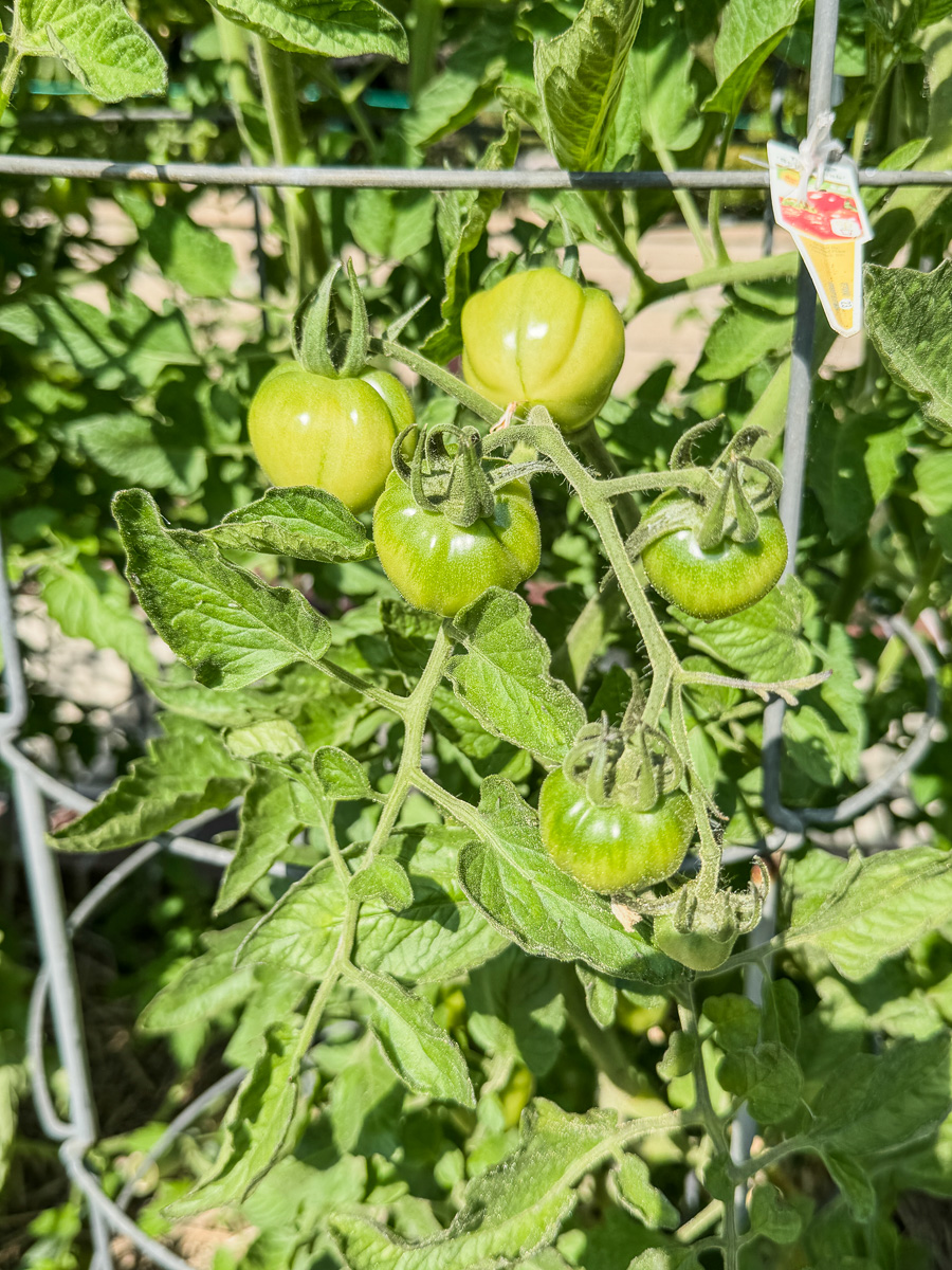 Mary and Paul's vegetable garden May 2025