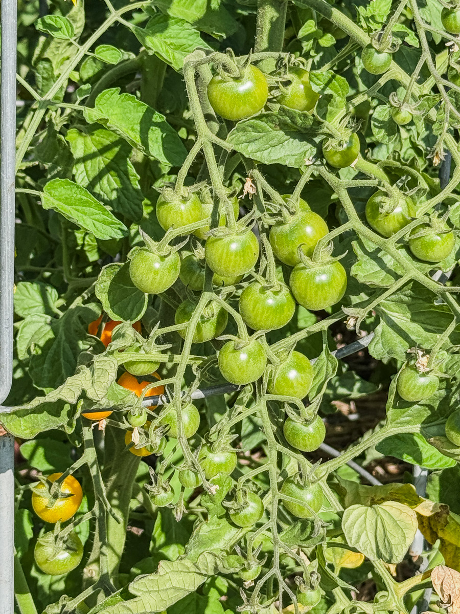 Mary and Paul's vegetable garden May 2025