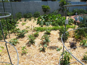 Mulch in the garden... fresh straw!