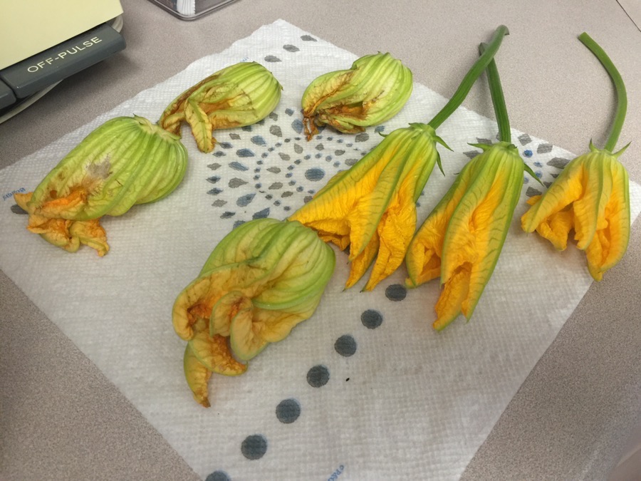 Making squash blossoms