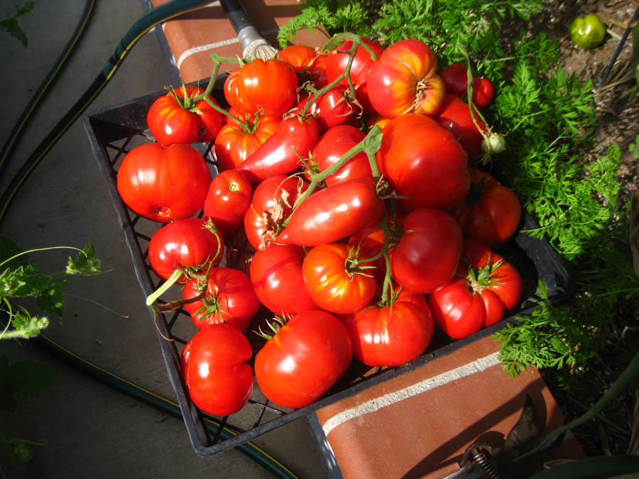 Making Tomato Sauce