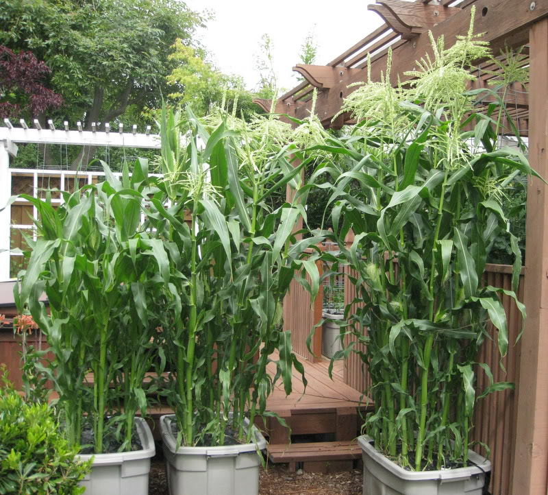 Buckets of Corn!