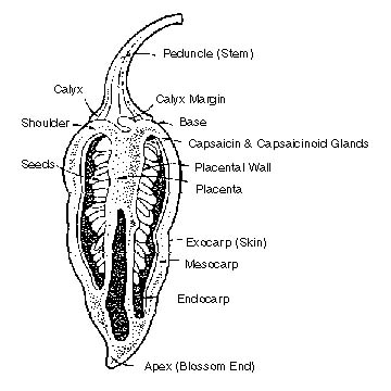 Capsaicin is a colorless, crystalline, bitter compound present in capsicum