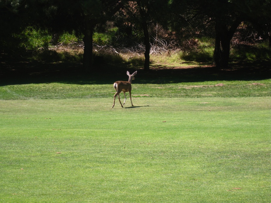 Time for golf with the Hencke's