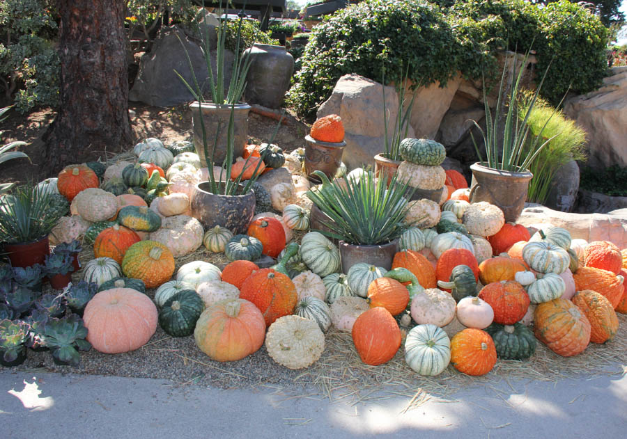 Visit to Roger's Gardens 9/9/2016 to see Halloween on display