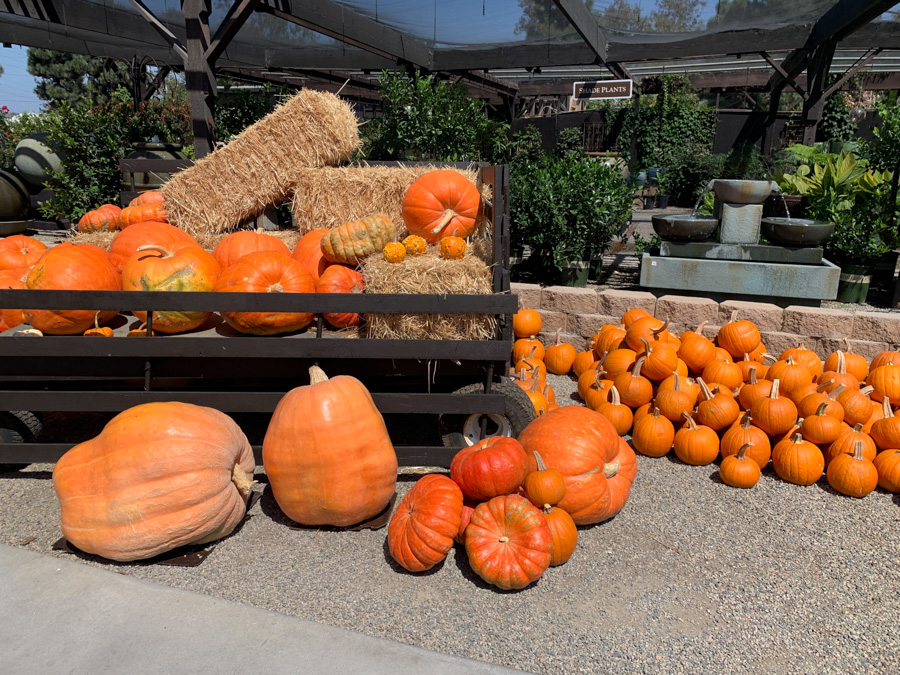 Visiting Roger's Halloween Gardens 2019