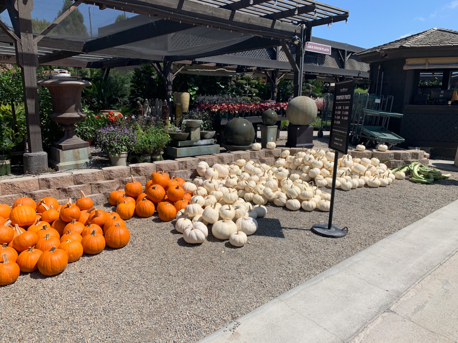 Roger's Gardens At Halloween 2019