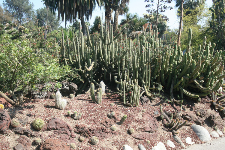 Huntington Library and Gardens August 2009