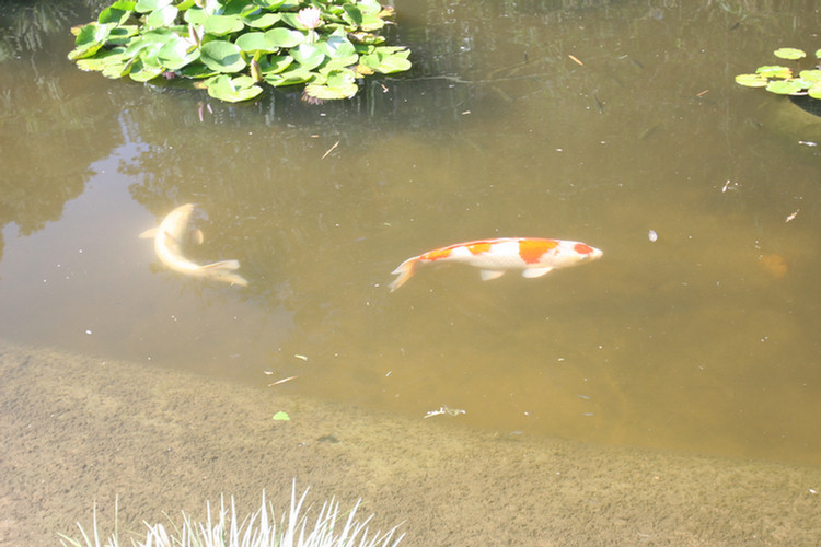 Huntington Library and Gardens August 2009