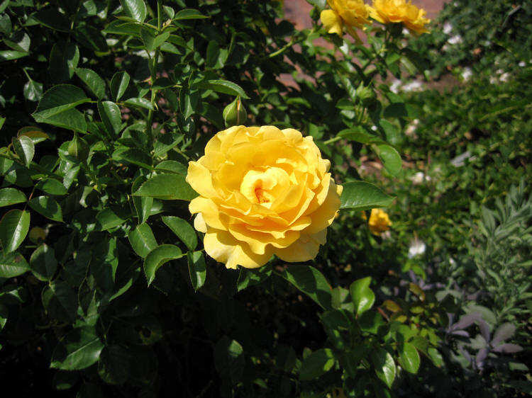 Julia Childs Rose