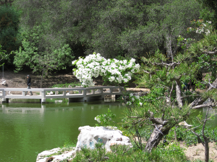 Chinese Garden