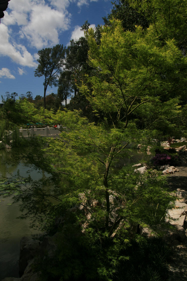 Oriental gardens at the Huntington 2009