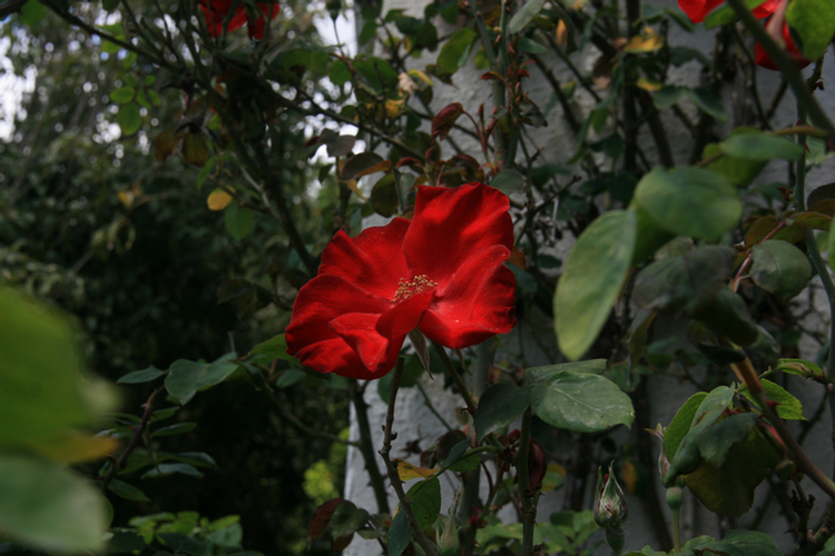 The Conservatory and Kids Garden