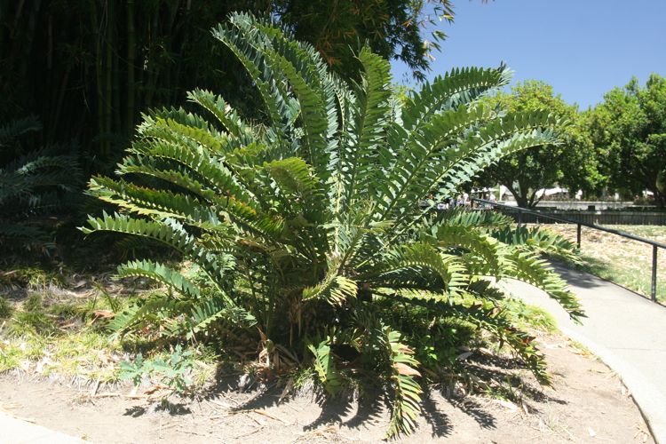 Huntington Desert Garden May 2010