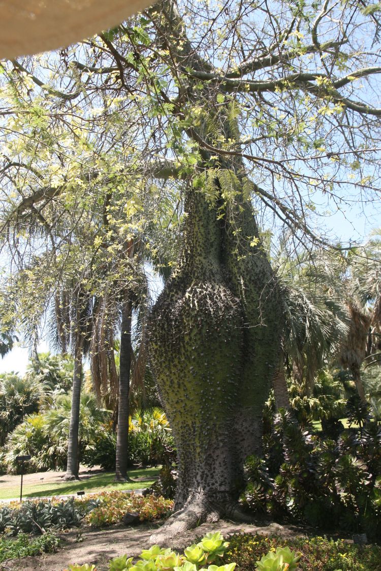 Huntington Desert Garden May 2010