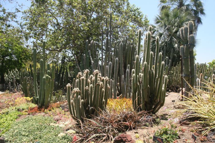 Huntington Desert Garden May 2010